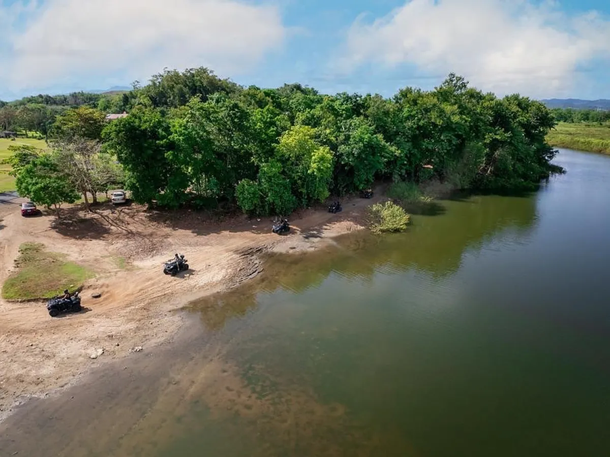 a herd of cattle walking across a river next to a body of water
