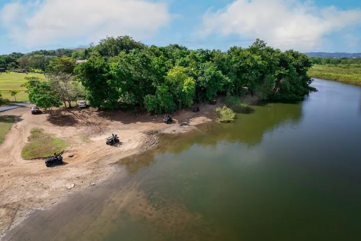 a herd of cattle walking across a river next to a body of water