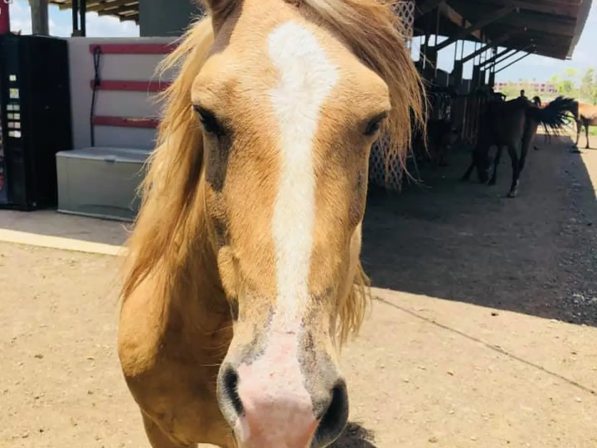 a brown horse standing in front of a building