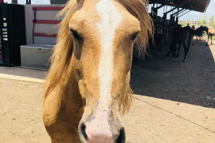 a brown horse standing in front of a building